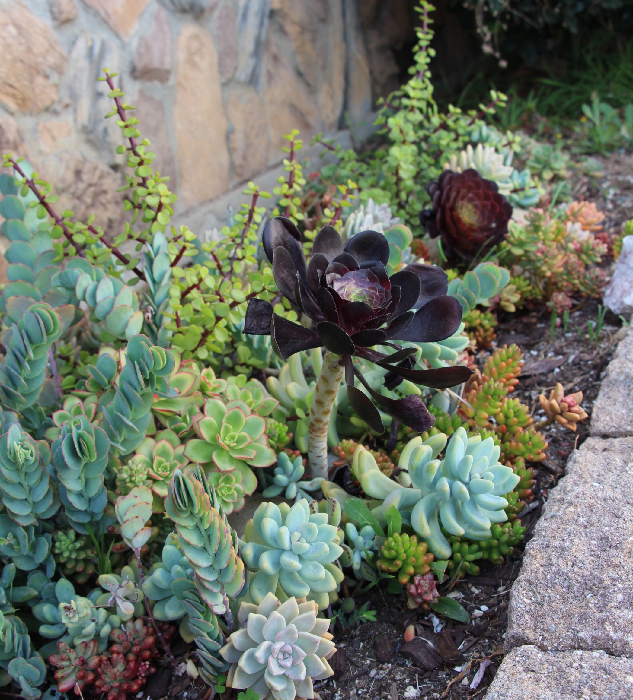 Gorgeous colorful succulent planter via Needles + Leaves
